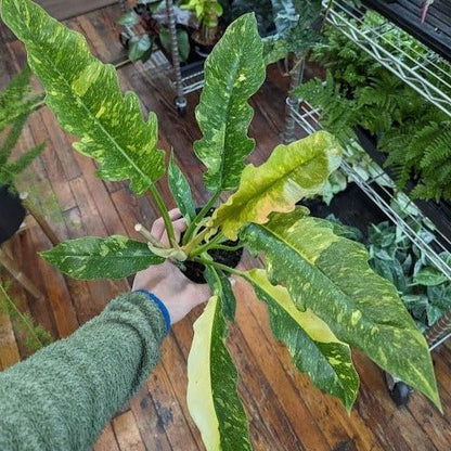  Philodendron Erubescens ‘Ring Of Fire'