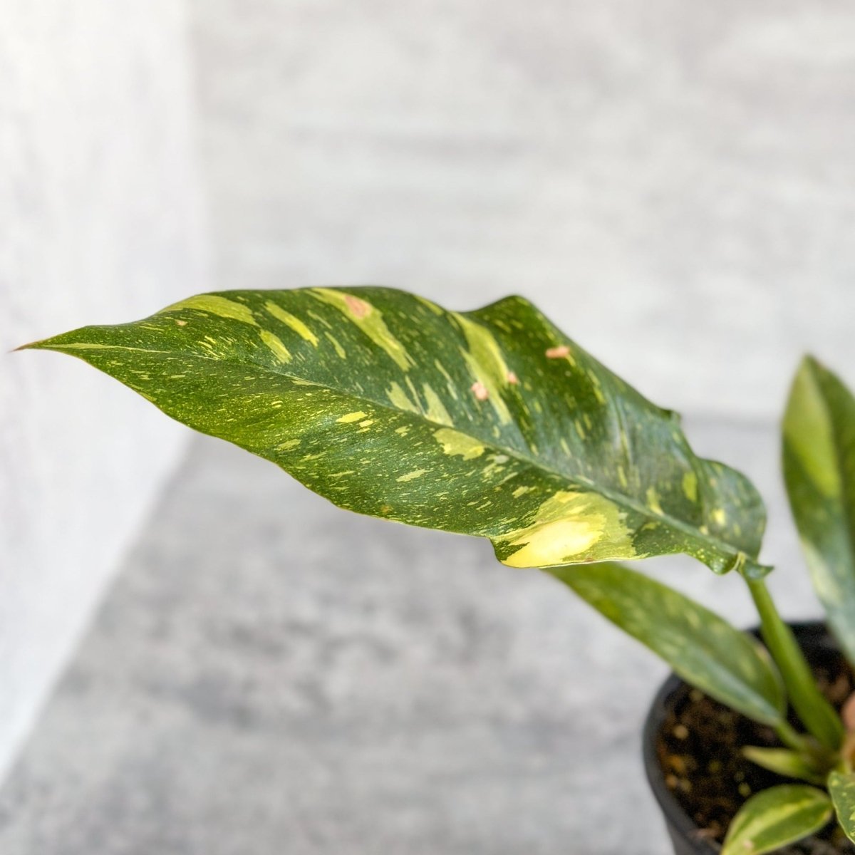  Philodendron Erubescens ‘Ring Of Fire'