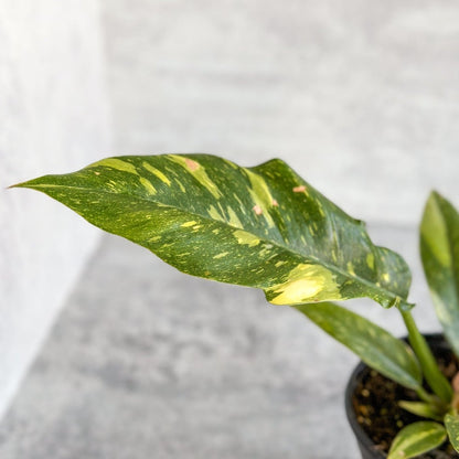  Philodendron Erubescens ‘Ring Of Fire'