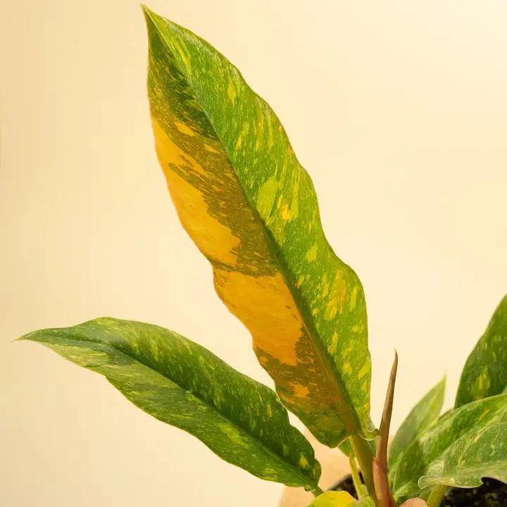  Philodendron Erubescens ‘Ring Of Fire'