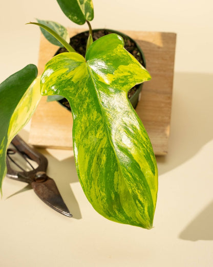  Philodendron Florida Beauty 'Sunrise'
