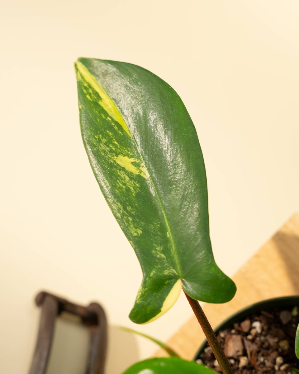  Philodendron Florida Beauty 'Sunrise'