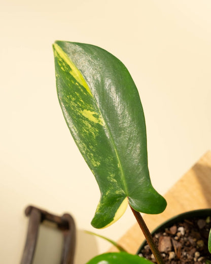  Philodendron Florida Beauty 'Sunrise'