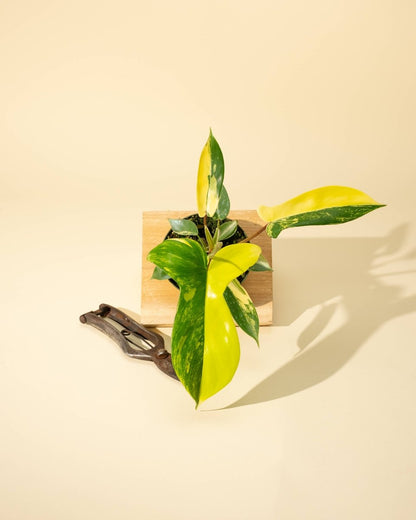  Philodendron Florida Beauty 'Sunrise'