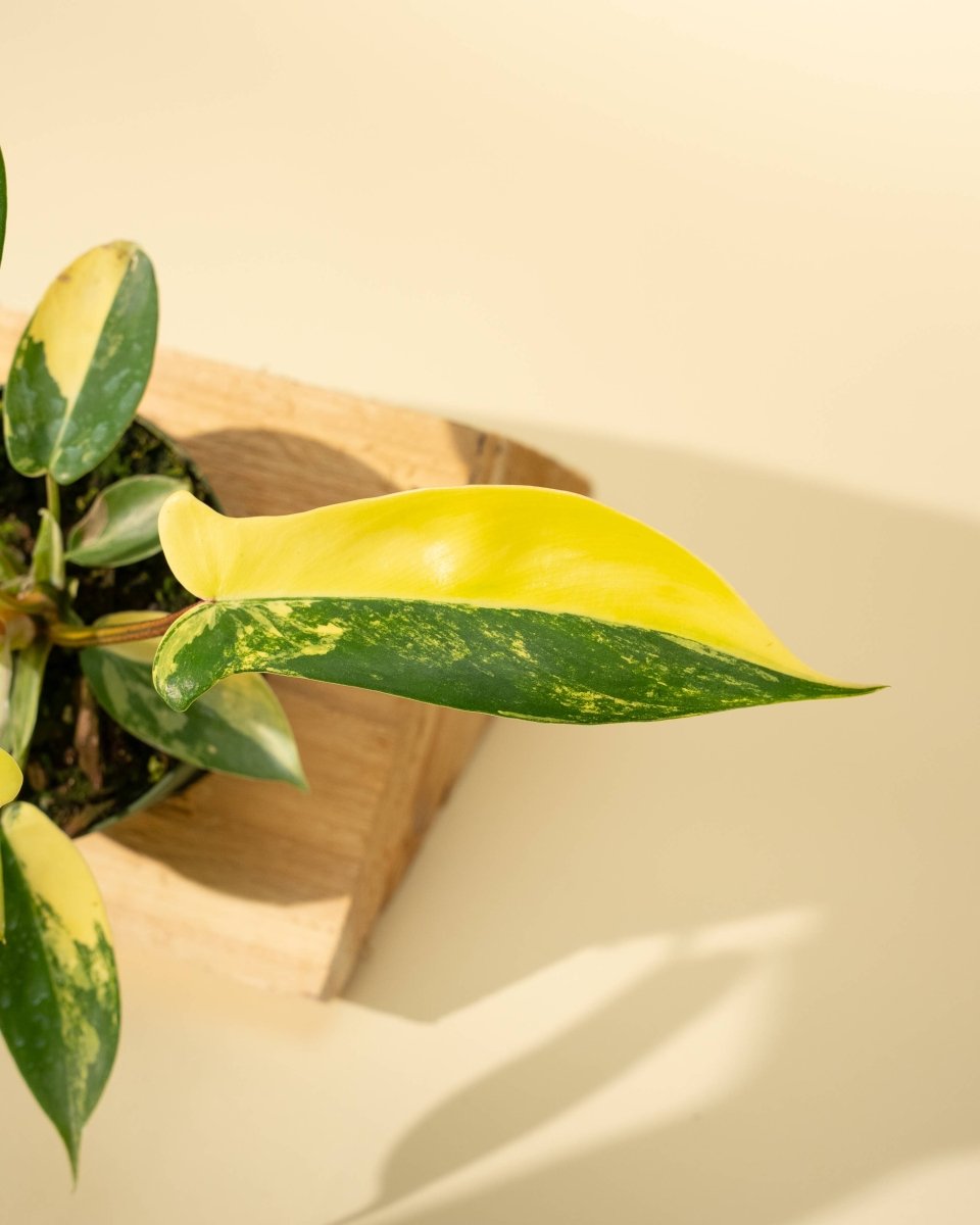  Philodendron Florida Beauty 'Sunrise'