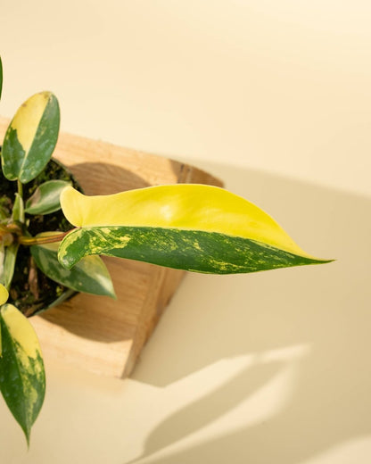  Philodendron Florida Beauty 'Sunrise'