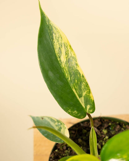  Philodendron Florida Beauty 'Sunrise'