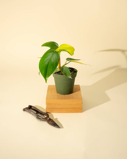 Philodendron Florida Beauty 'Sunrise'