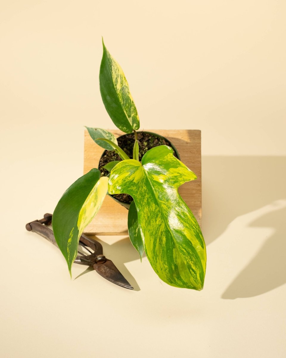  Philodendron Florida Beauty 'Sunrise'