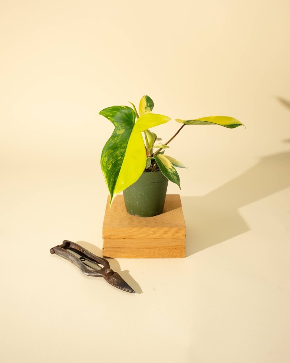  Philodendron Florida Beauty 'Sunrise'