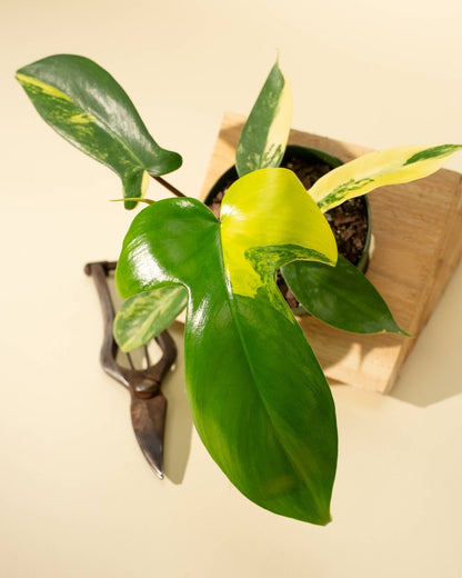 Philodendron Florida Beauty 'Sunrise'
