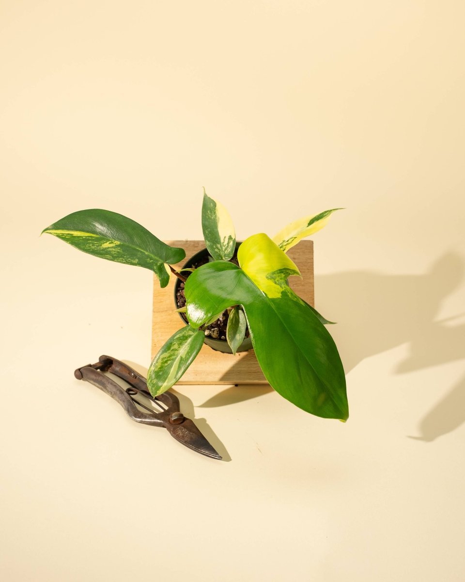 Philodendron Florida Beauty 'Sunrise'