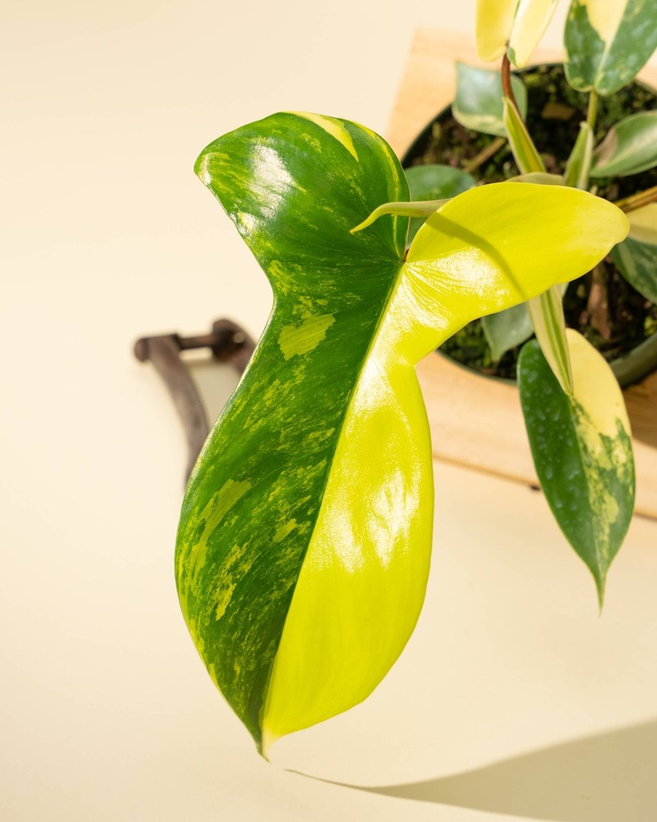  Philodendron Florida Beauty 'Sunrise'