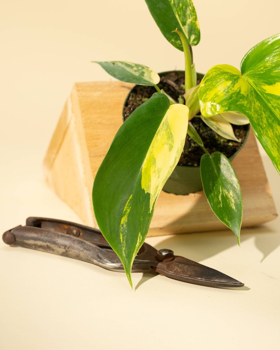  Philodendron Florida Beauty 'Sunrise'
