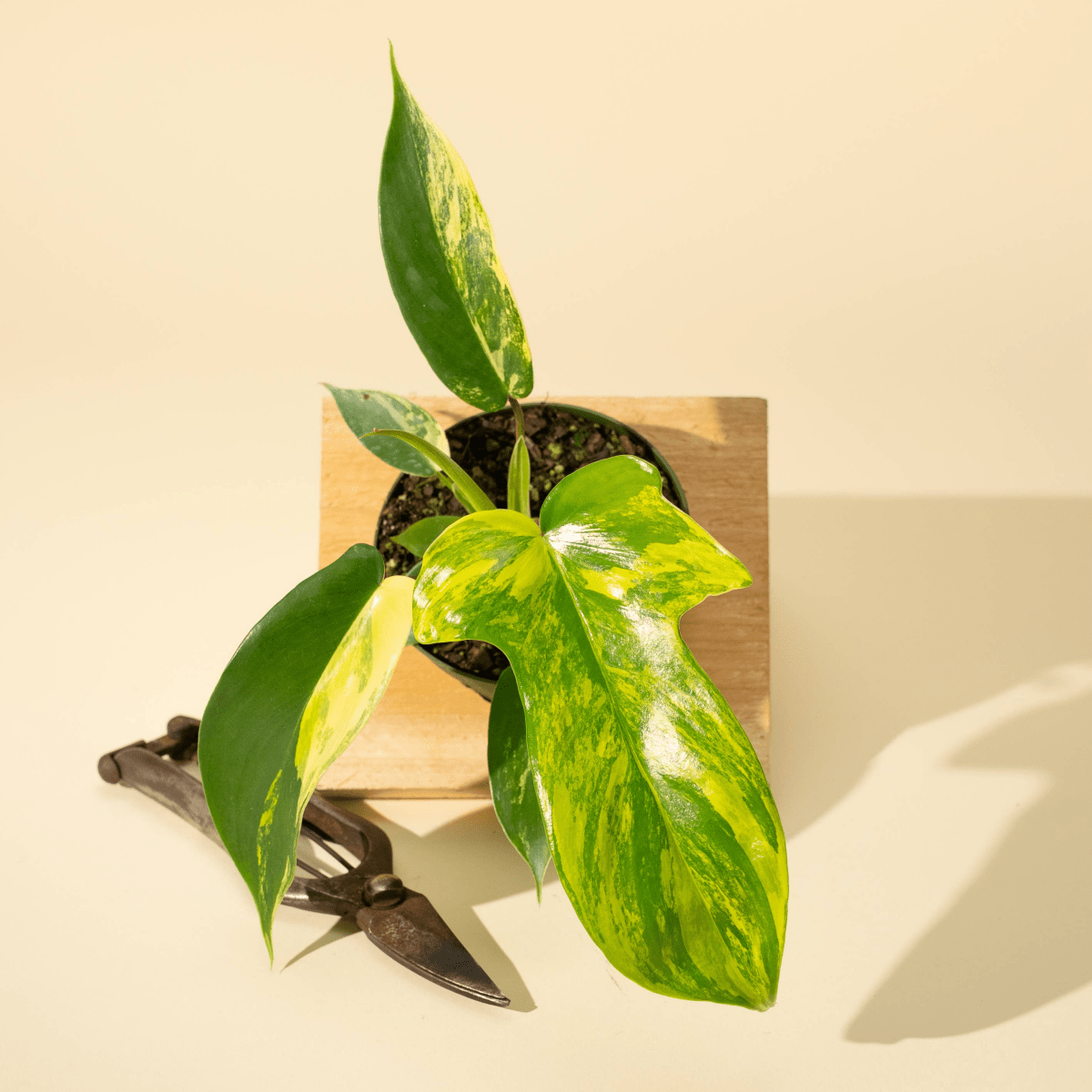 Philodendron Florida Beauty 'Sunrise'