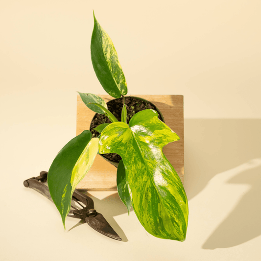  Philodendron Florida Beauty 'Sunrise'