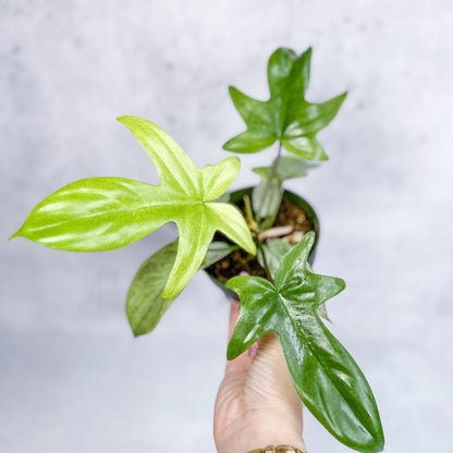  Philodendron ‘Florida Ghost'