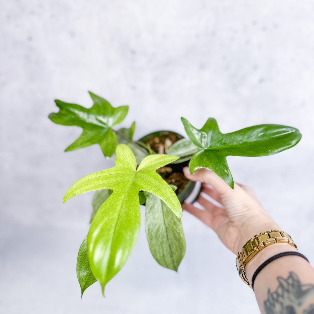  Philodendron ‘Florida Ghost'