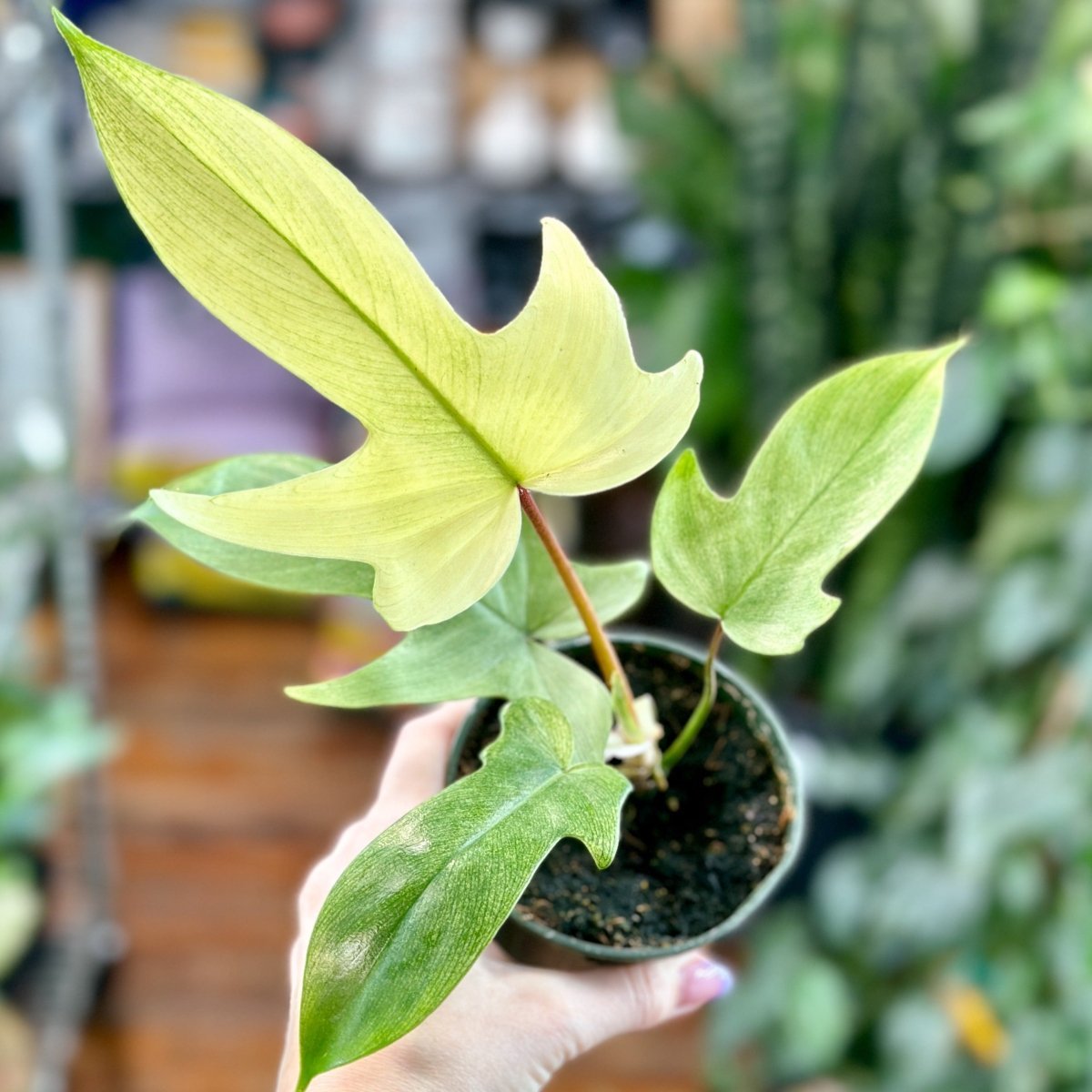  Philodendron ‘Florida Ghost Mint'