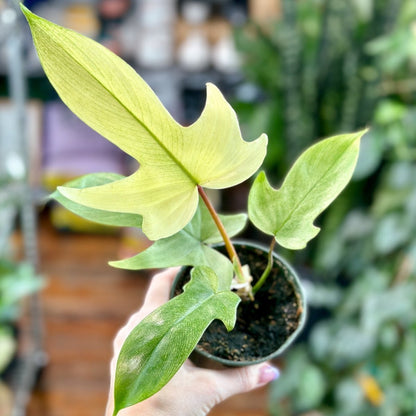  Philodendron ‘Florida Ghost Mint'