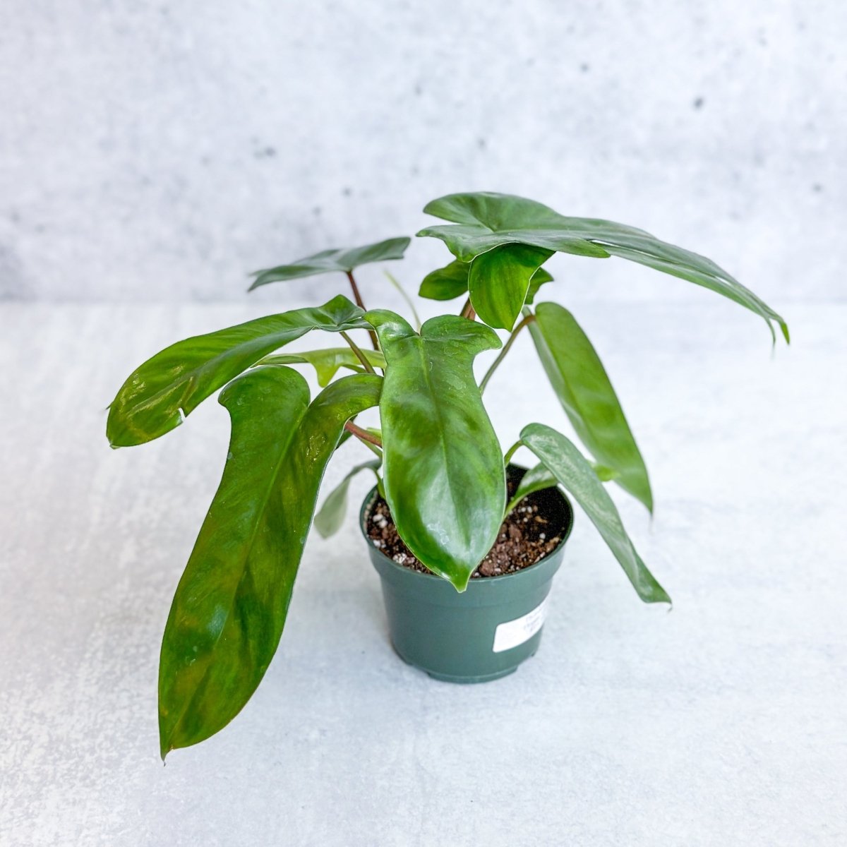 Philodendron ‘Florida Green’ -4 Inch