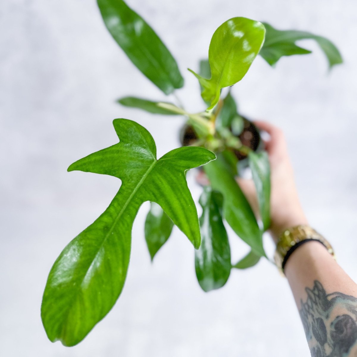  Philodendron ‘Florida Green’ -4 Inch