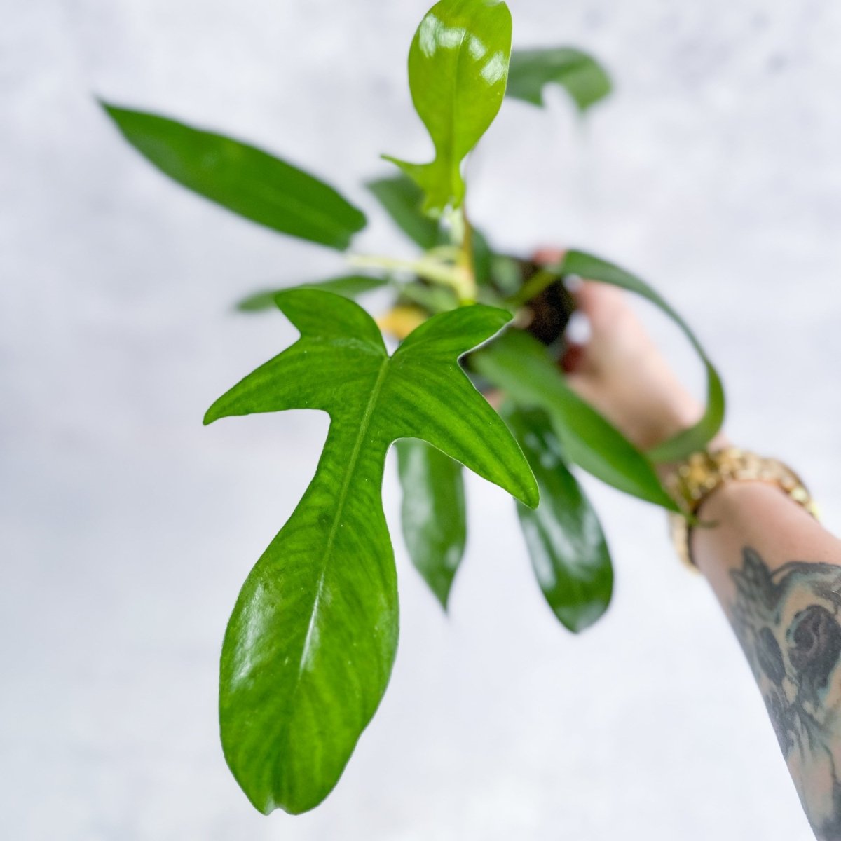  Philodendron ‘Florida Green’ -4 Inch