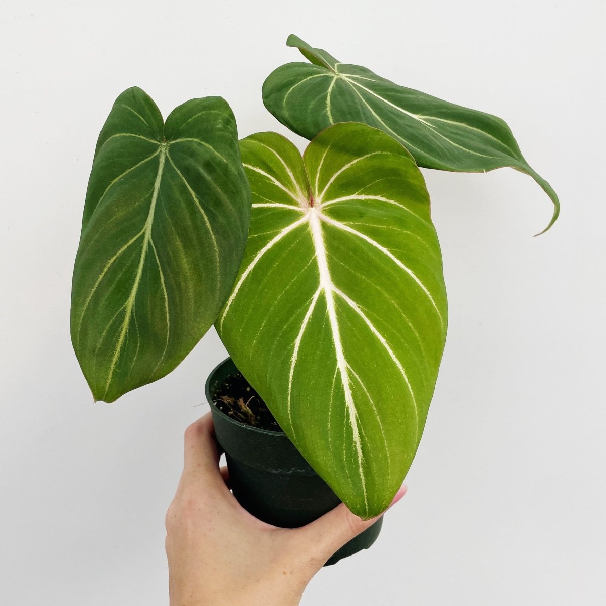  Philodendron Gloriosum - Glorious Philo