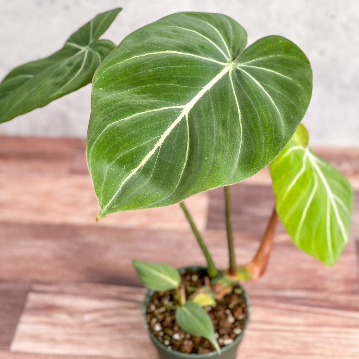  Philodendron Gloriosum - Glorious Philo