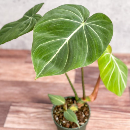  Philodendron Gloriosum - Glorious Philo