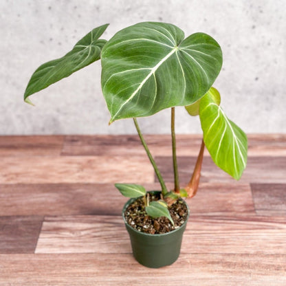  Philodendron Gloriosum - Glorious Philo