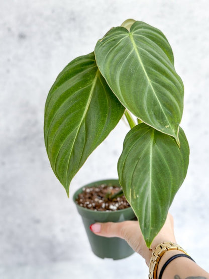  Philodendron Gloriosum Xmelanochrysum- Hybrid Glorious Philo