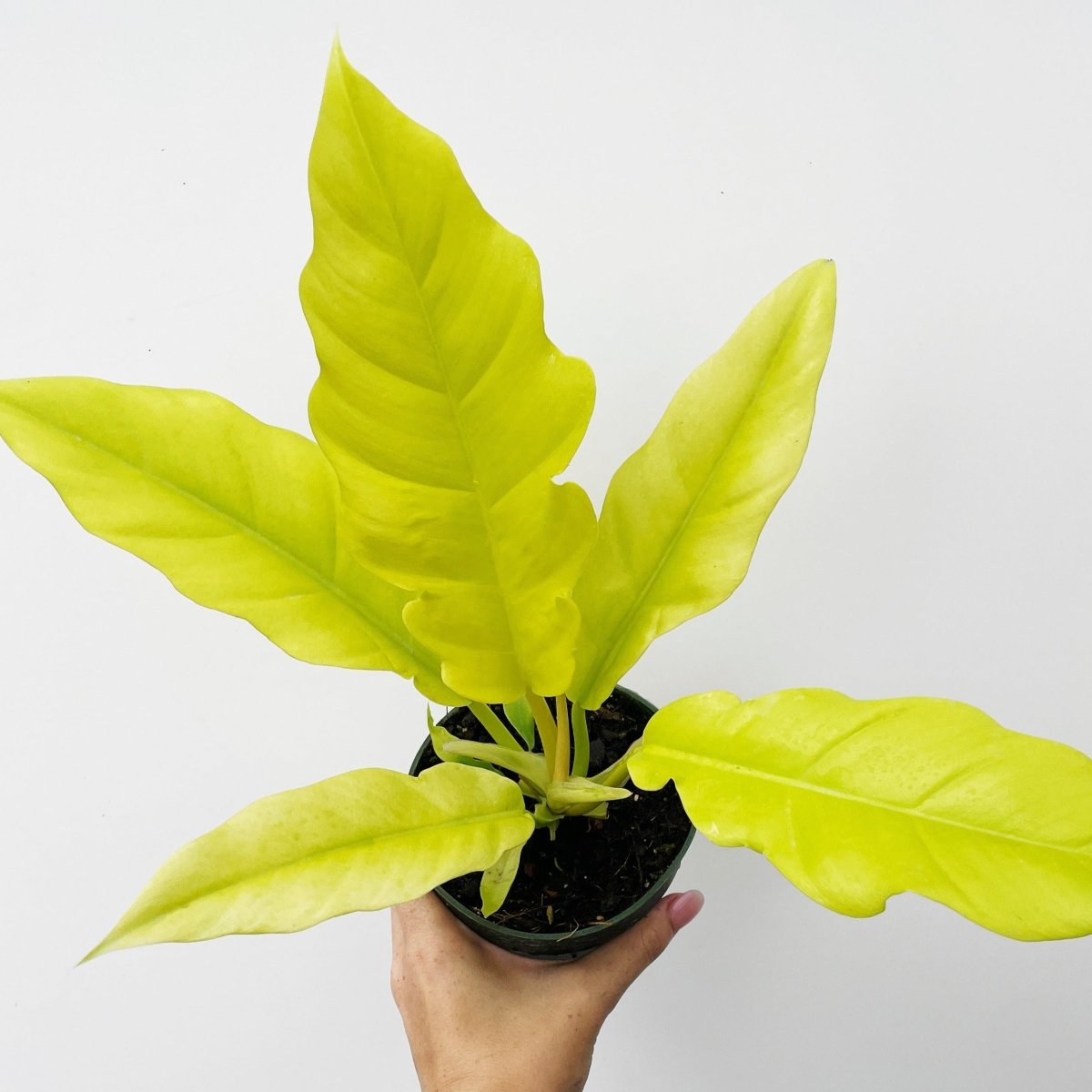  Philodendron 'Golden Crocodile'