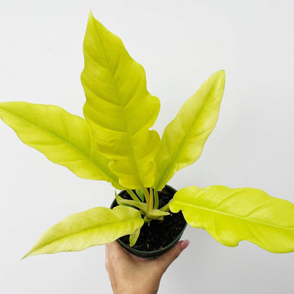  Philodendron 'Golden Crocodile'
