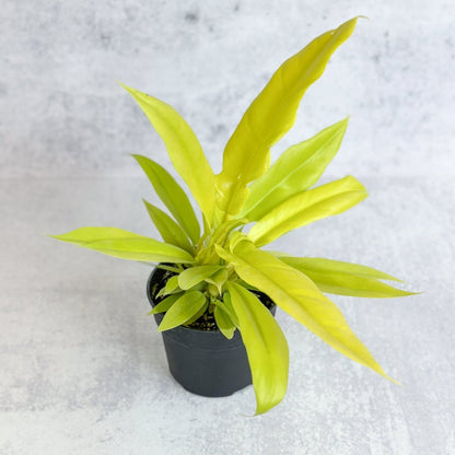  Philodendron 'Golden Crocodile'