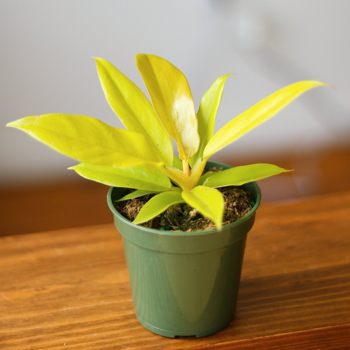  Philodendron 'Golden Crocodile'