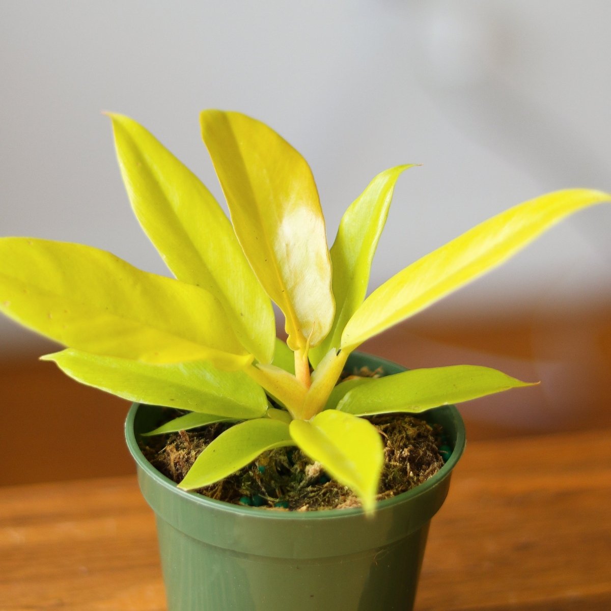  Philodendron 'Golden Crocodile'
