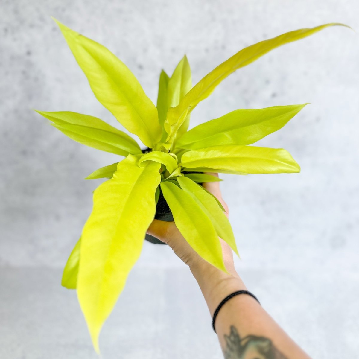  Philodendron 'Golden Crocodile'