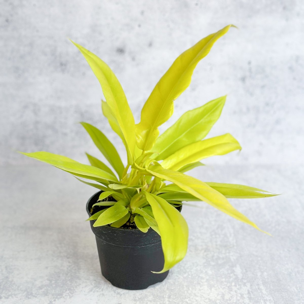  Philodendron 'Golden Crocodile'