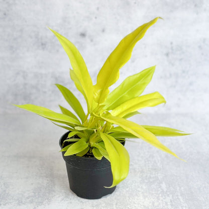  Philodendron 'Golden Crocodile'