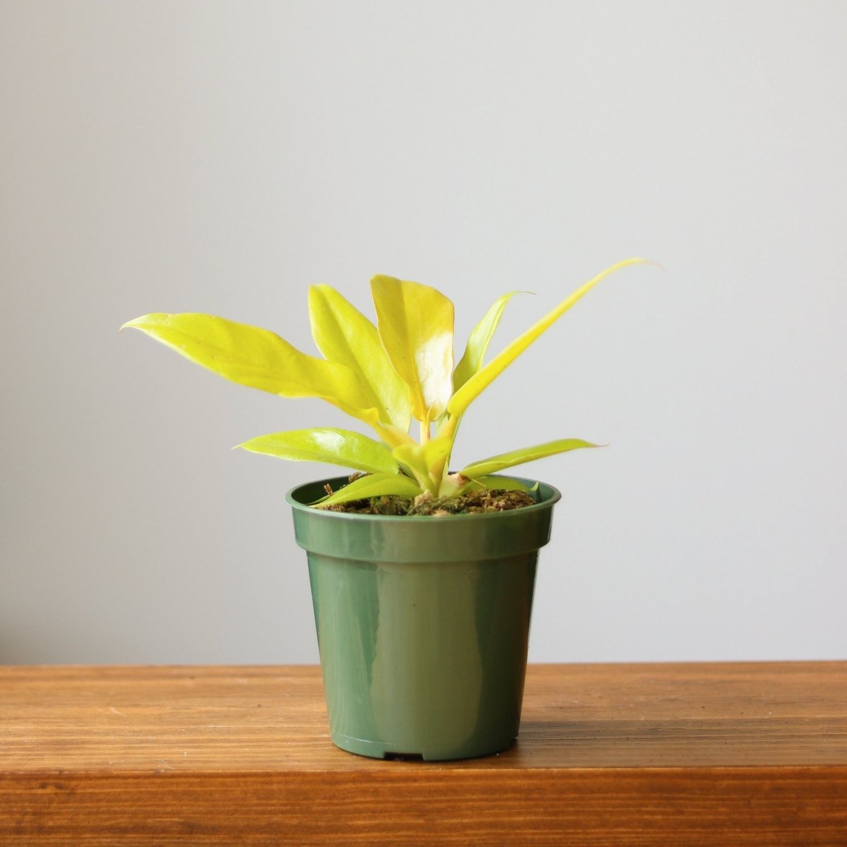  Philodendron 'Golden Crocodile'
