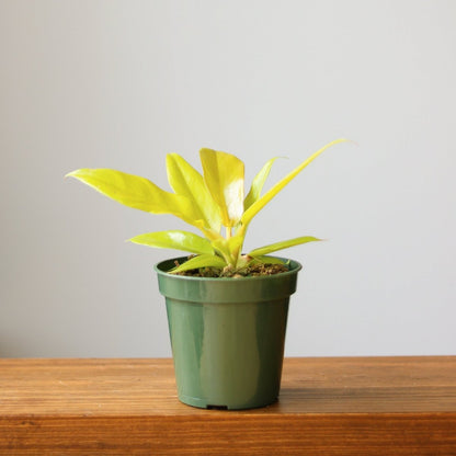  Philodendron 'Golden Crocodile'