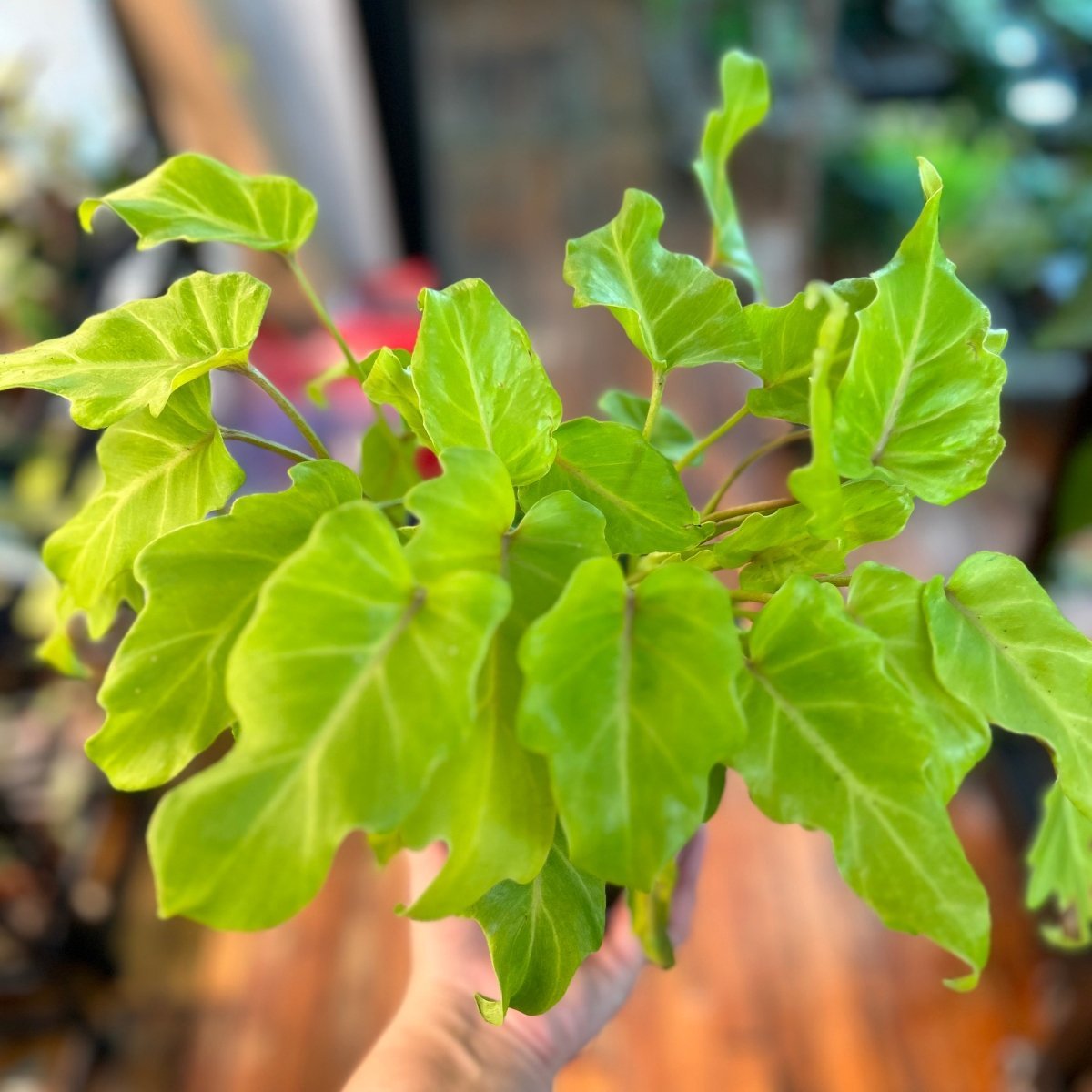  Philodendron 'Golden Xanadu' - Golden Xanadu Philodendron