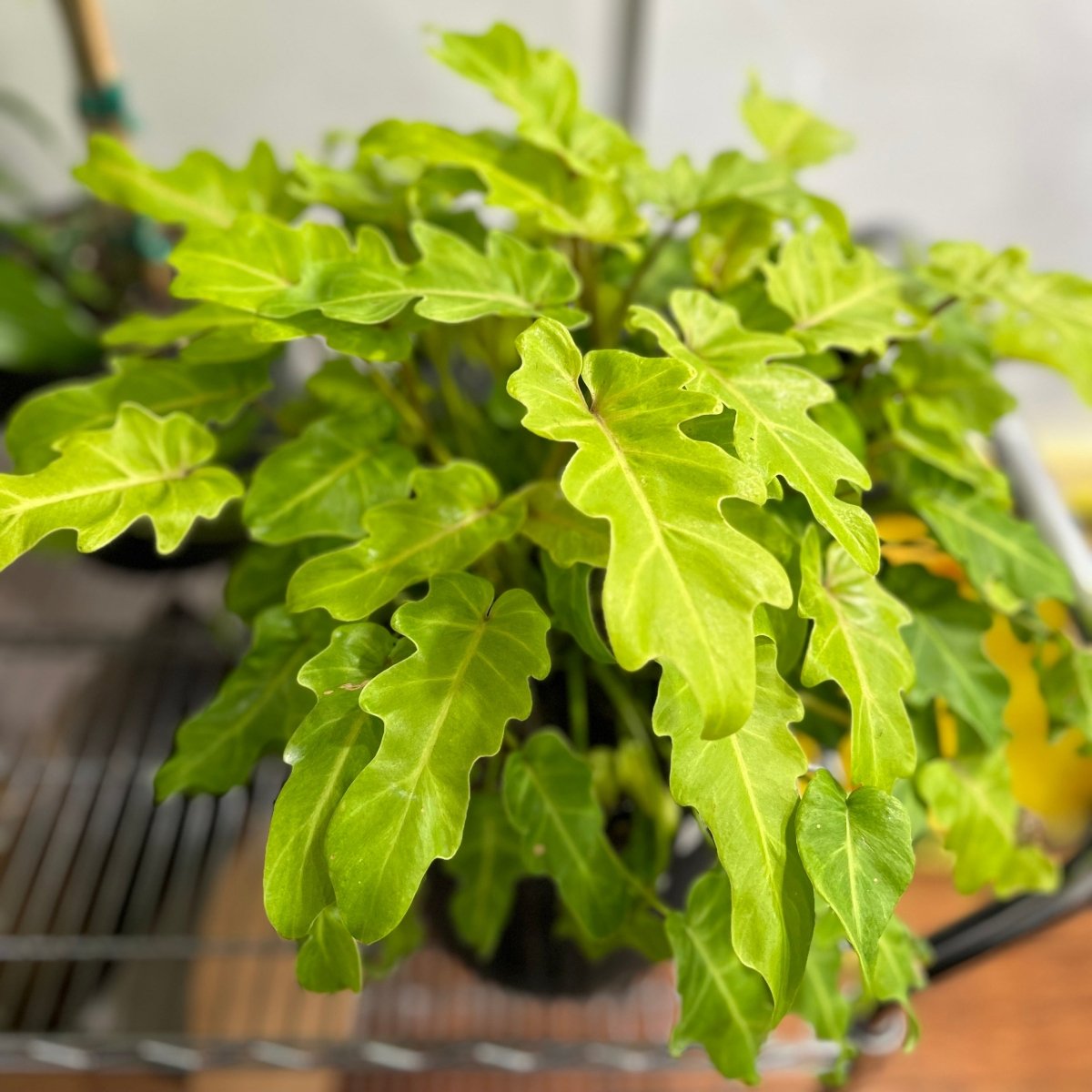  Philodendron 'Golden Xanadu' - Golden Xanadu Philodendron