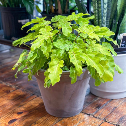  Philodendron 'Golden Xanadu' - Golden Xanadu Philodendron