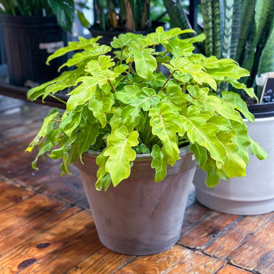  Philodendron 'Golden Xanadu' - Golden Xanadu Philodendron