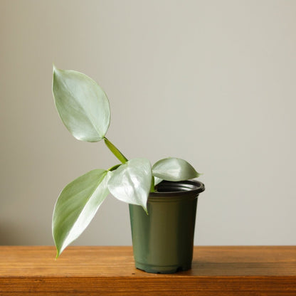  Philodendron Hastatum ‘Silver Sword’ – Frosty Aroid With Lance-Shaped Leaves