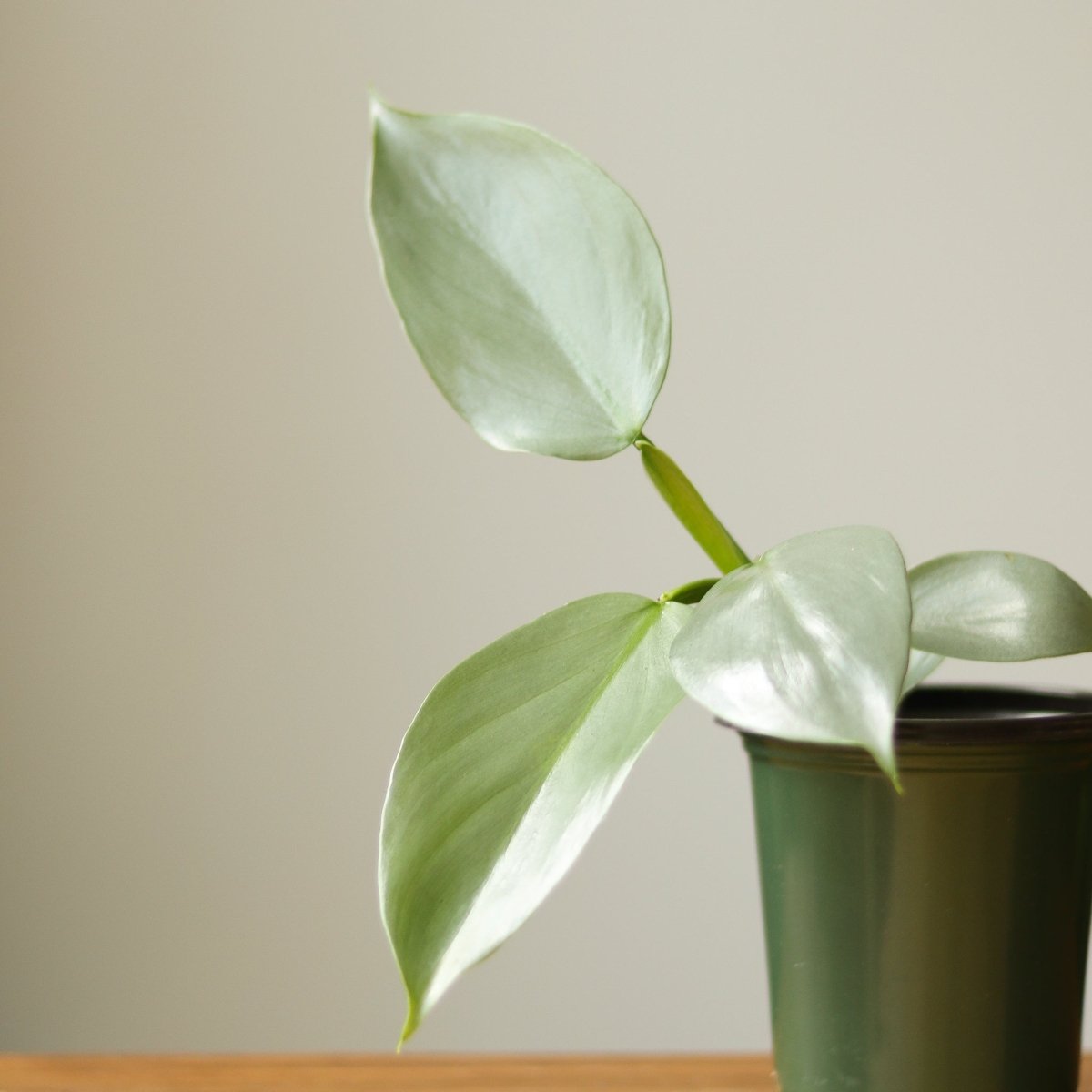  Philodendron Hastatum ‘Silver Sword’ – Frosty Aroid With Lance-Shaped Leaves