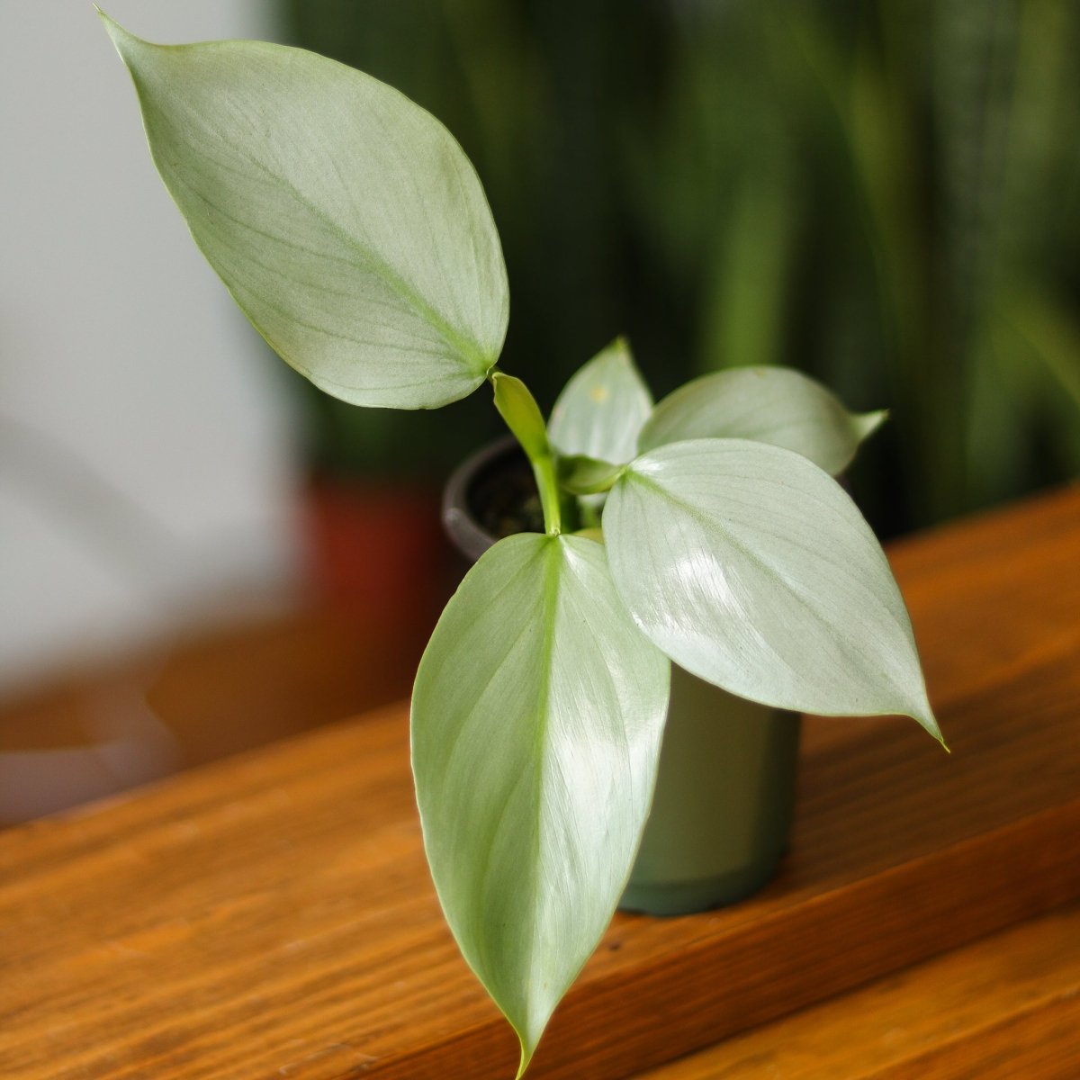  Philodendron Hastatum ‘Silver Sword’ – Frosty Aroid With Lance-Shaped Leaves