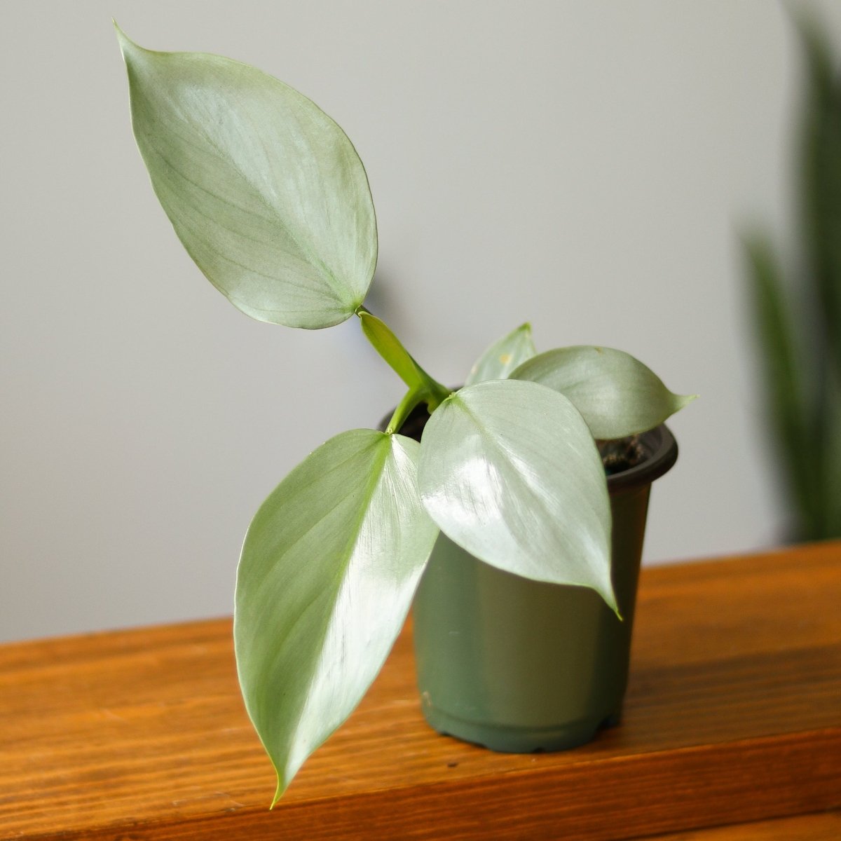  Philodendron Hastatum ‘Silver Sword’ – Frosty Aroid With Lance-Shaped Leaves